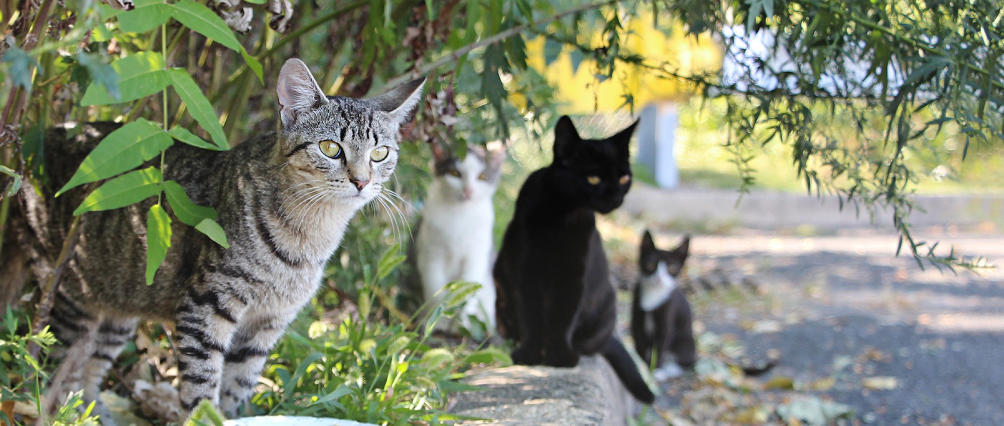 Do these cats have toxoplasmosis?