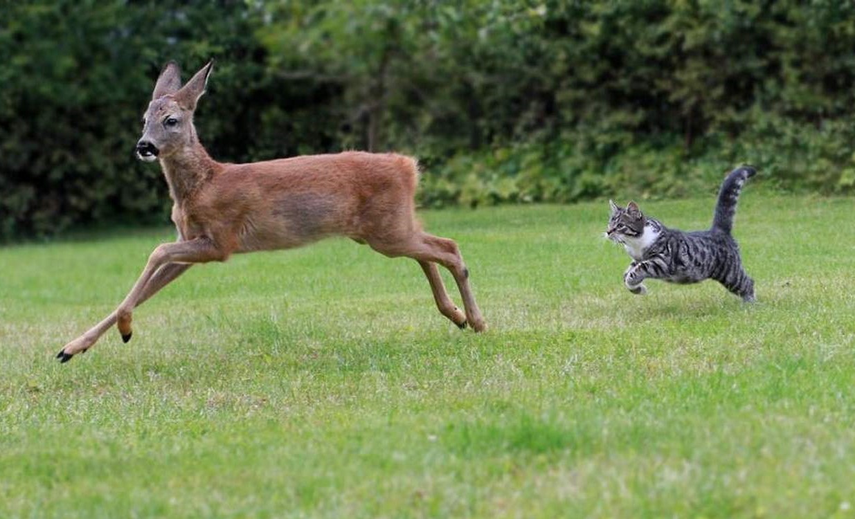 White-tailed Deer can get Toxoplasmosis