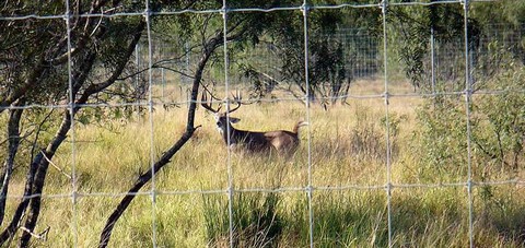 Managing Deer Populations on a High Fenced Property