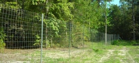 Managing Whitetail Deer in a High Fence