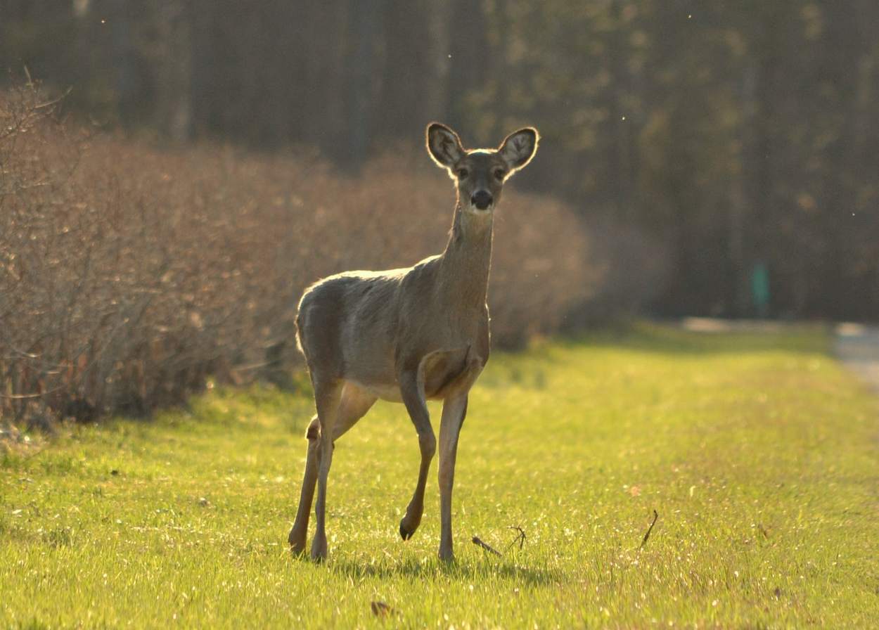 What To Do If A Deer Blows At You 