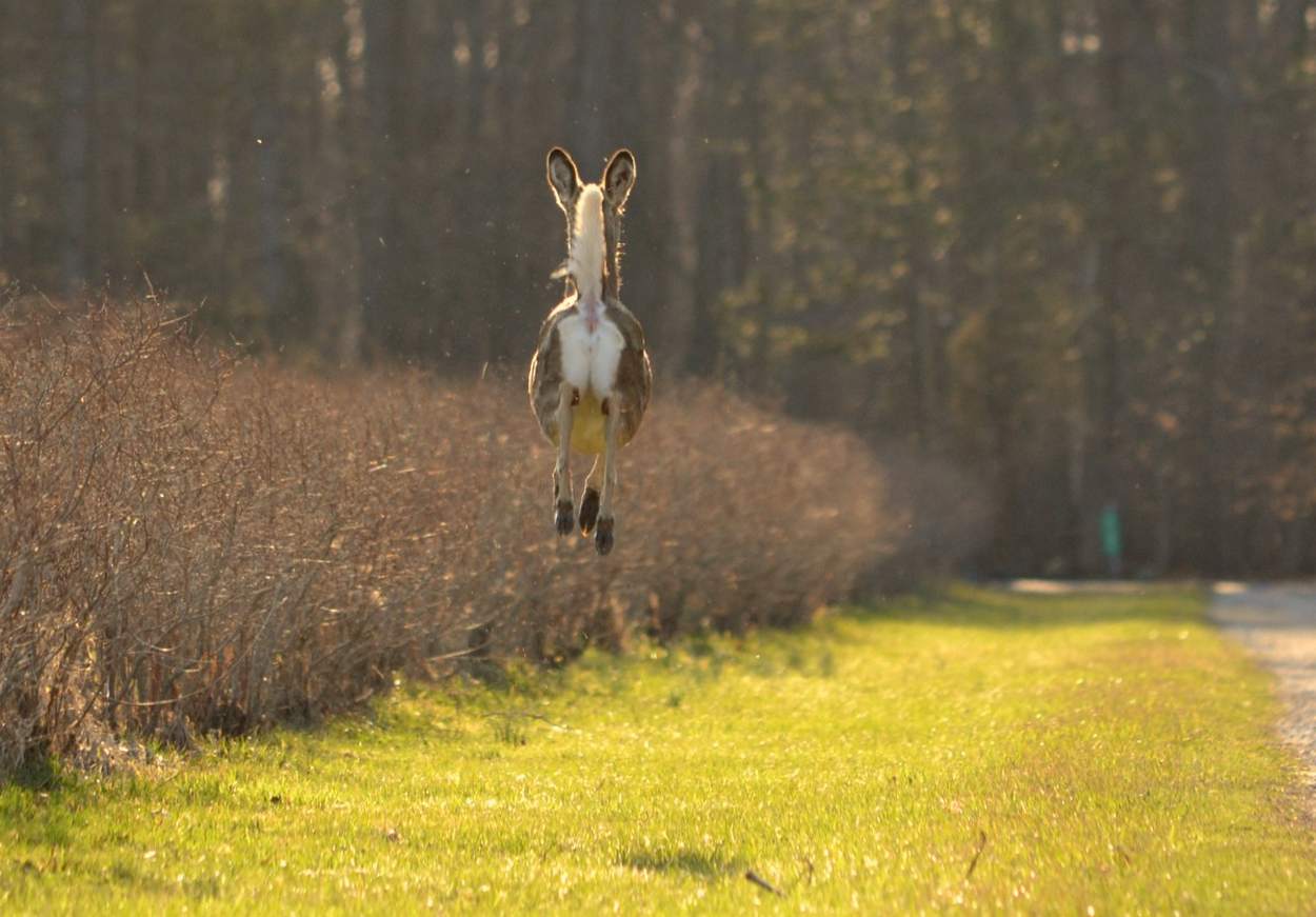 Deer snorts, then runs!