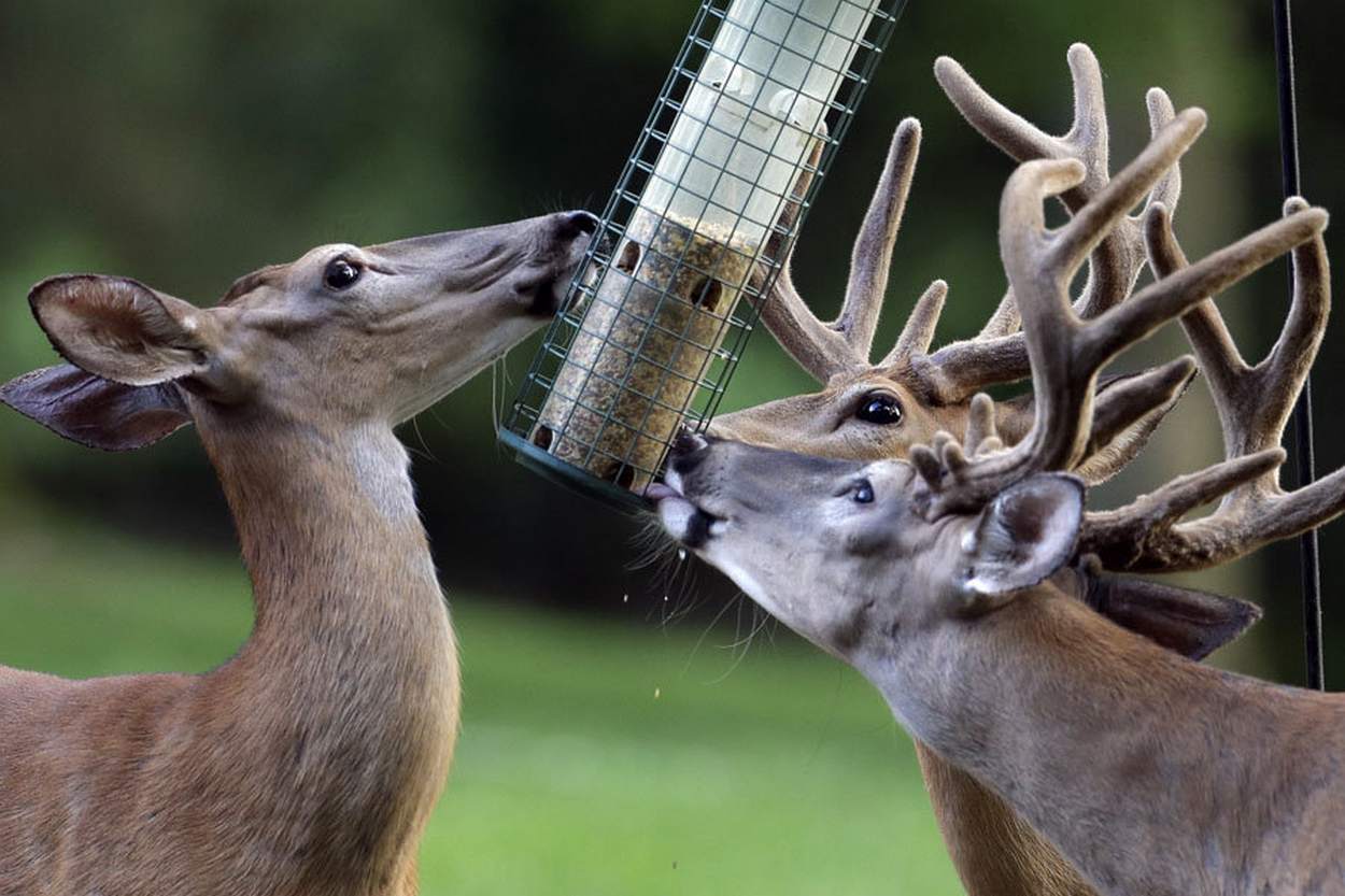 Hunters and Bird Watchers Share Same Values