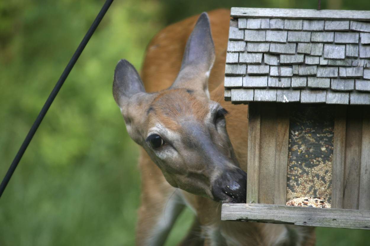 Hunting and Wildlife Photography Similar Ventures