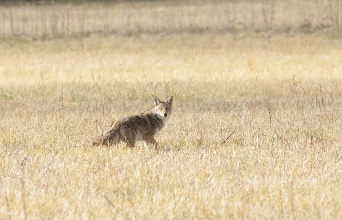 Can controlling coyotes improve deer hunting?