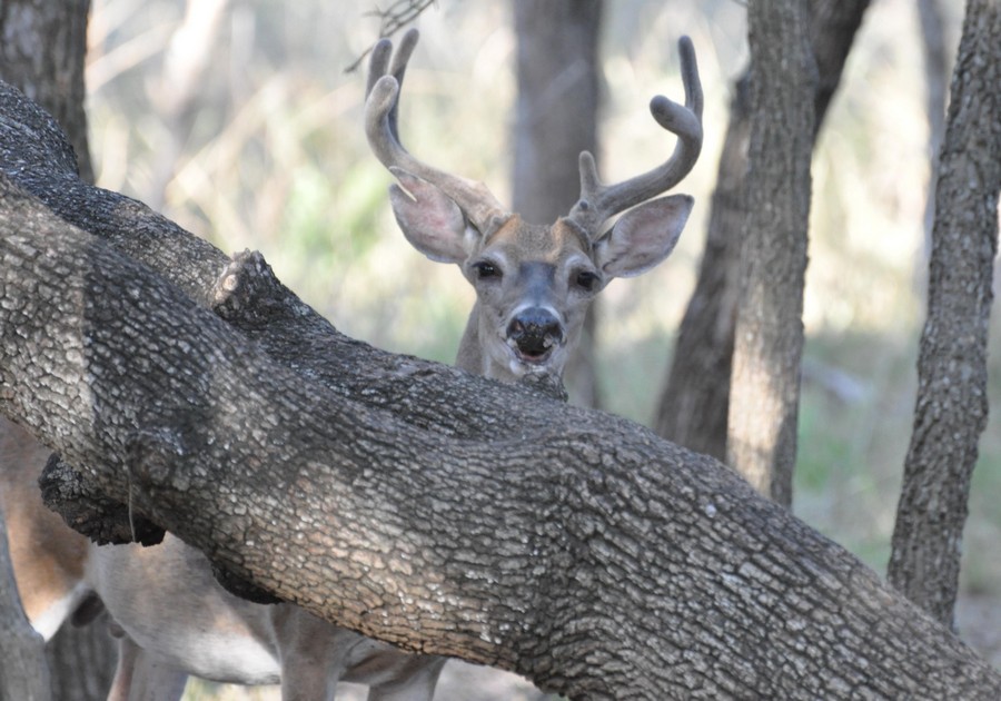 Opening Weekend: HOT Texas Deer Hunting Season