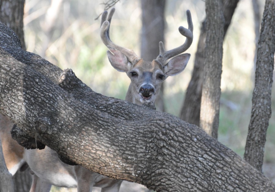 Deer with CWD harvested in Medina County.