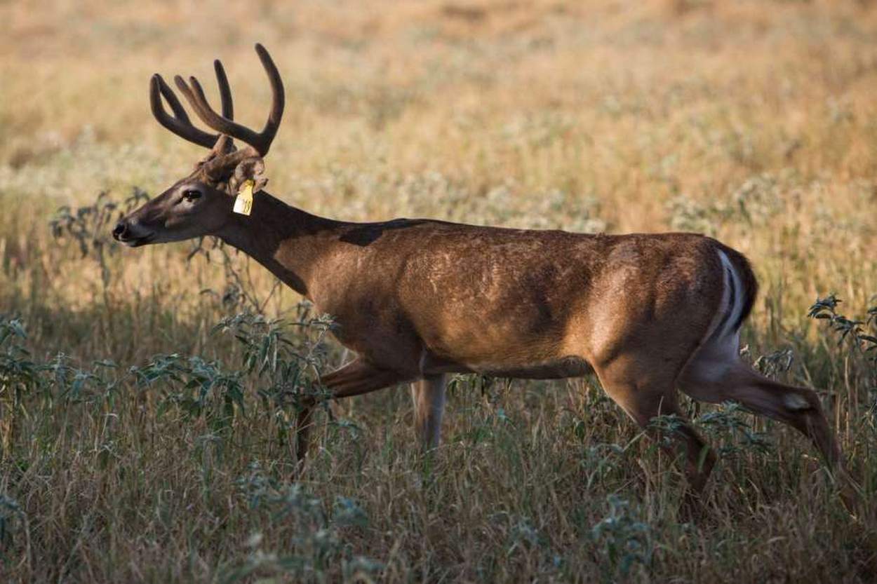 Is CWD elsewhere in Texas?