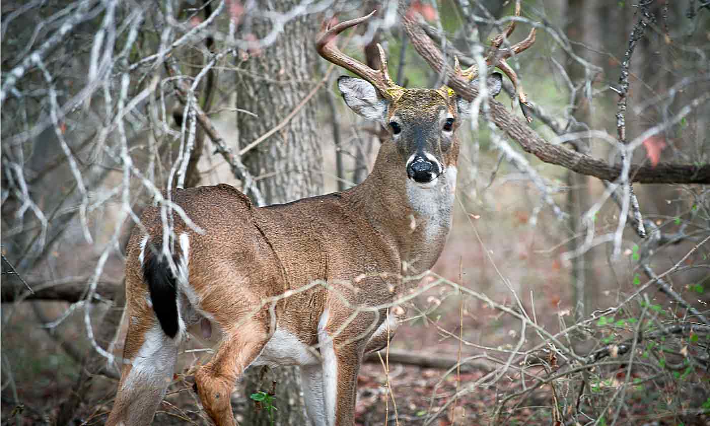 Cull buck or management buck?