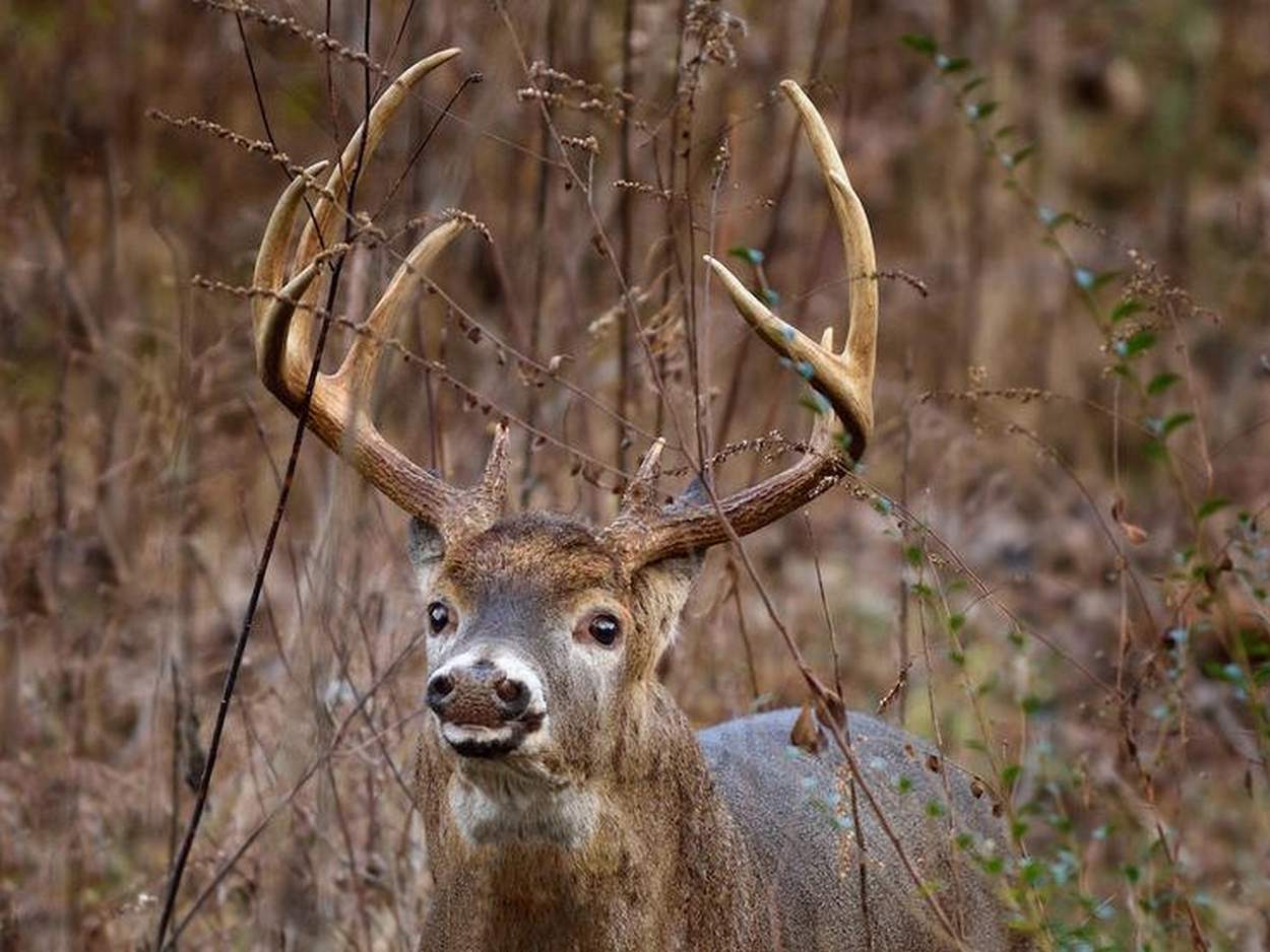 Whitetail Buck Blows Your Cover