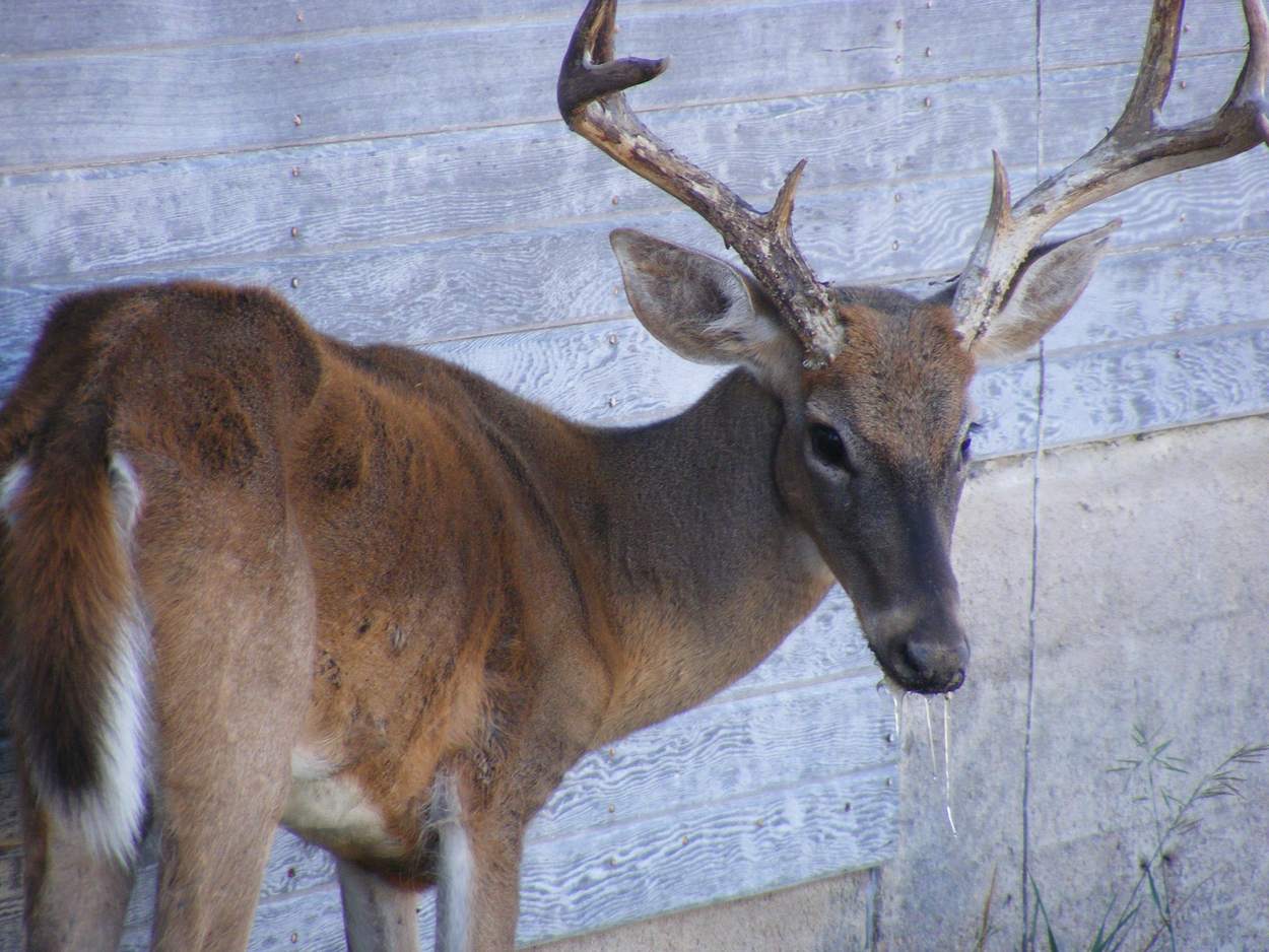 Whitetail Buck with CWD