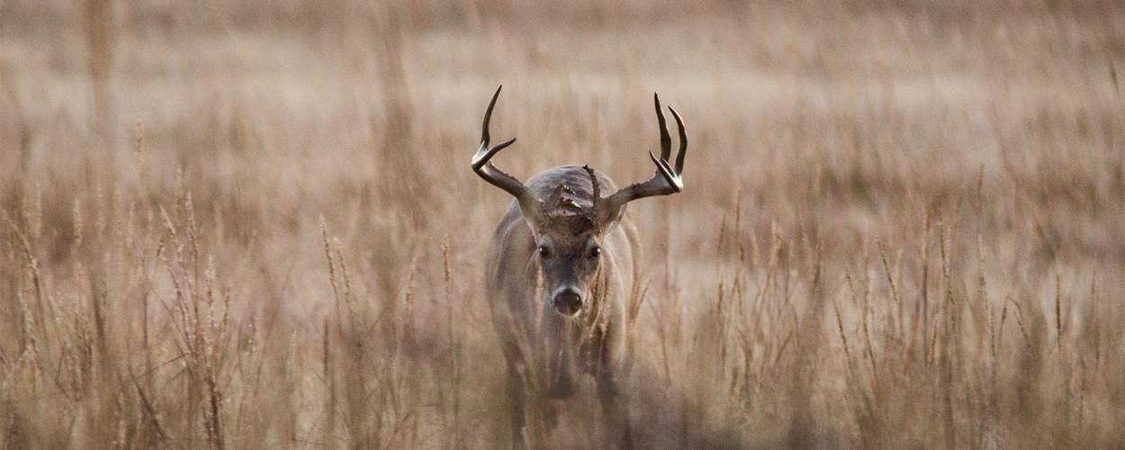 Pre-Season Deer Hunting Preparation