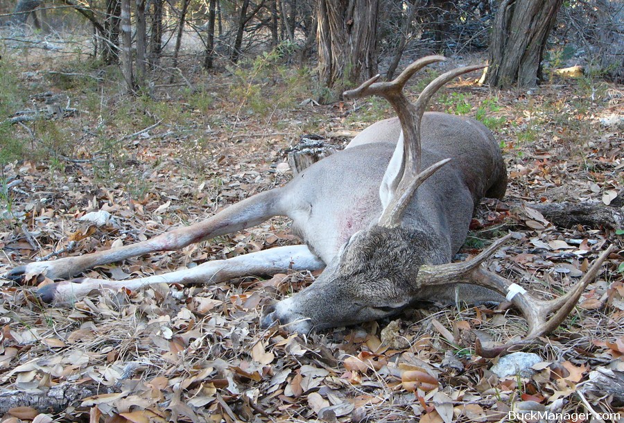 TPWD Will Help Get Your Deer Tested for CWD Disease