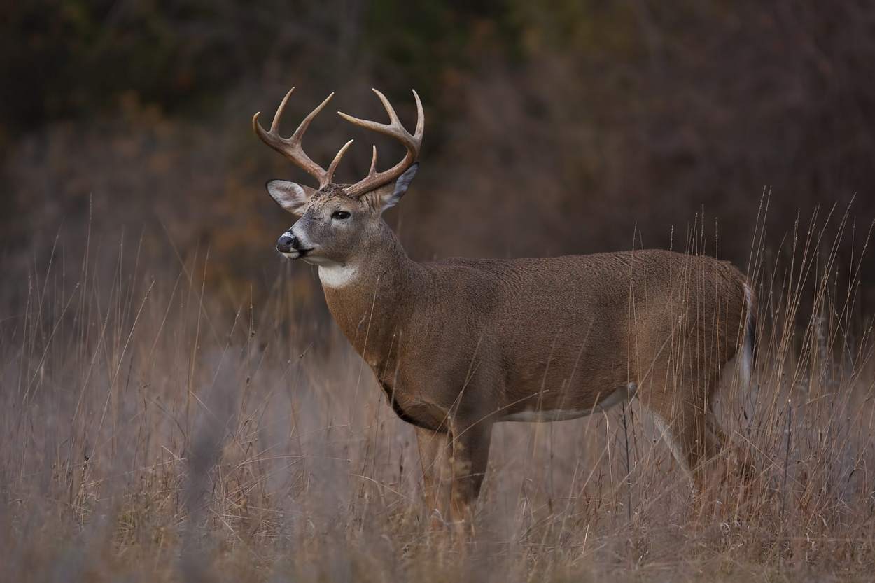 Best Time for Deer Hunting Succes