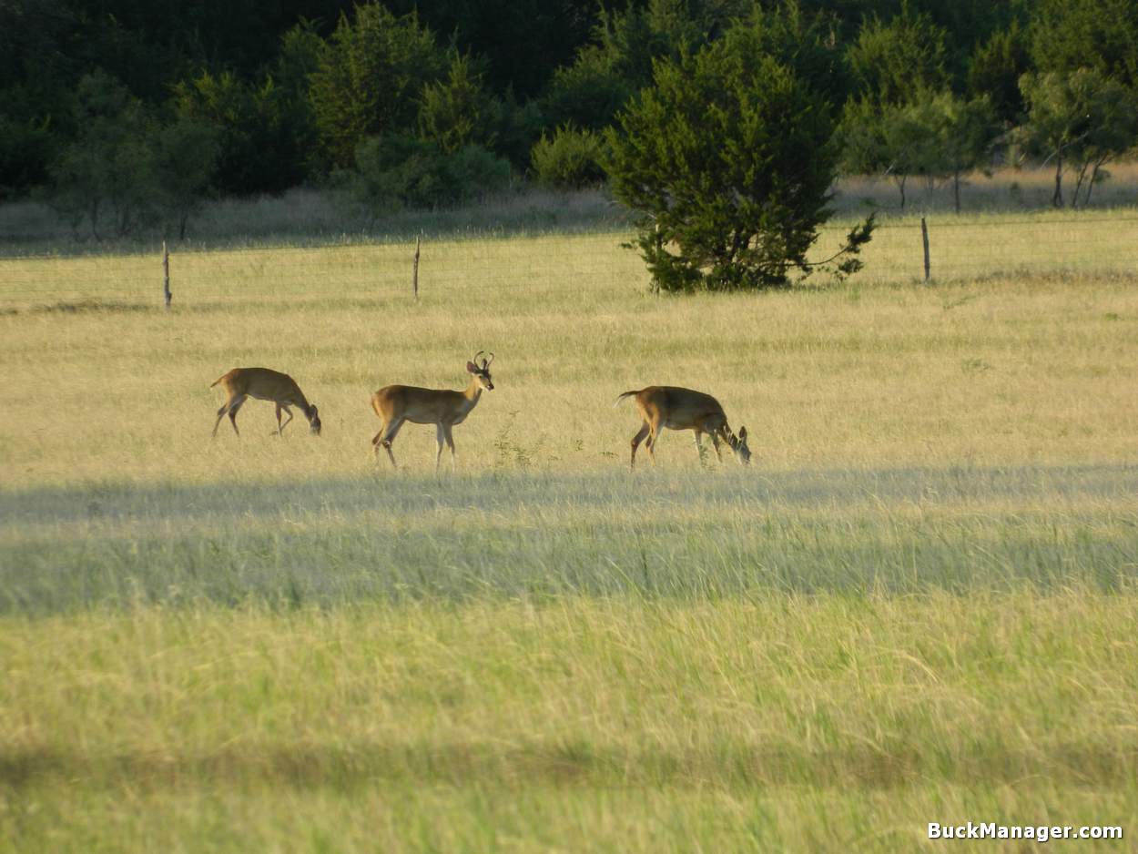 CWD Positive Deer Found in Texas