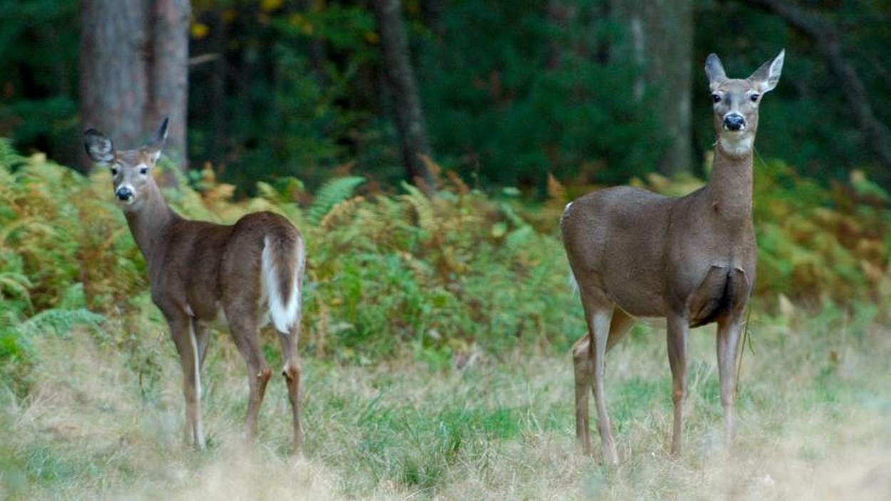 Deer Hunting Gains Support in US