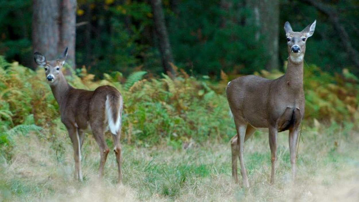 White-tailed Deer