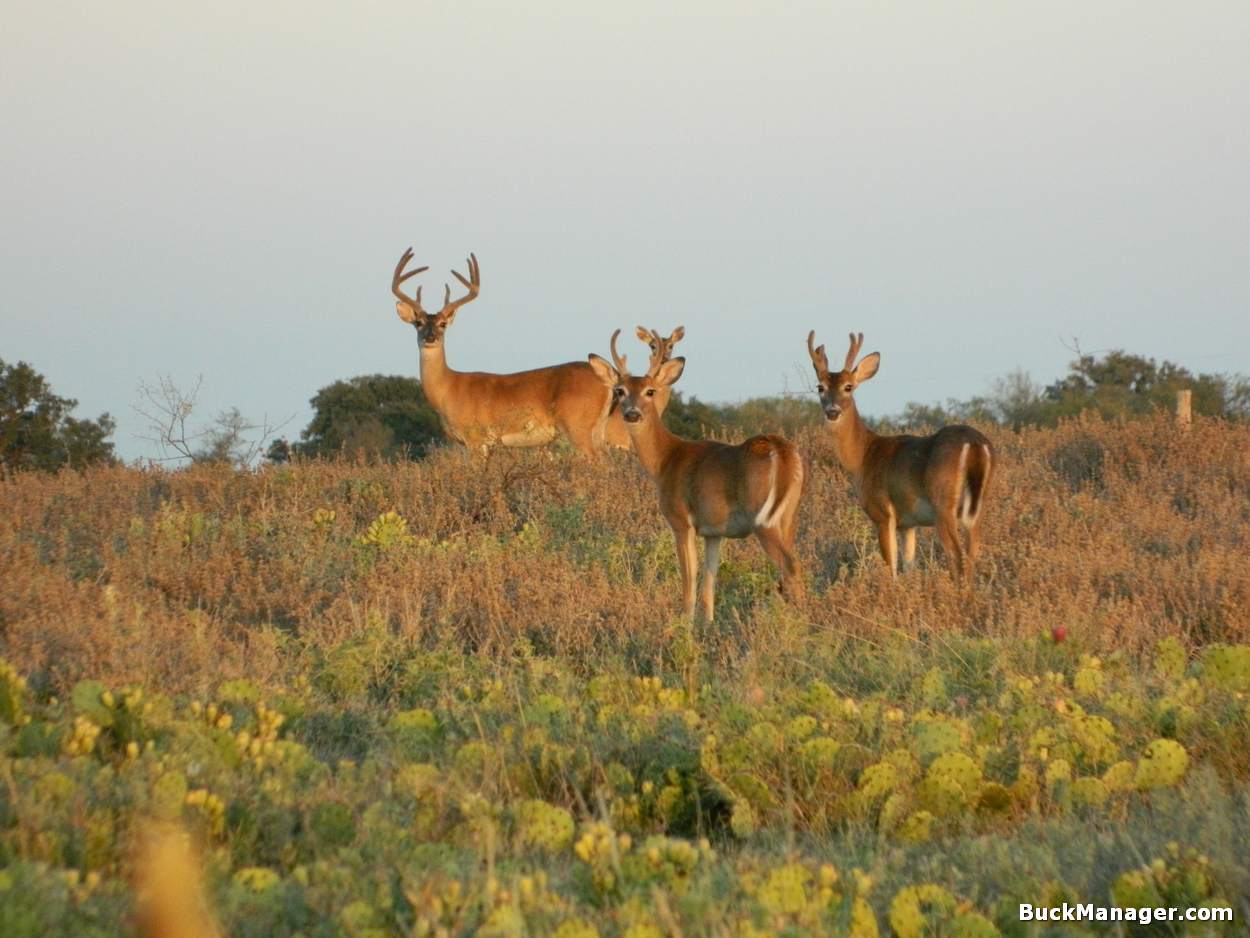 Texas Bowhunting Season