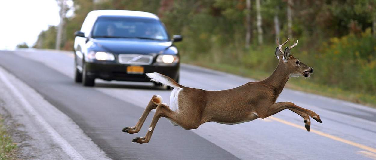 Deer and Automobiles Don't Mix