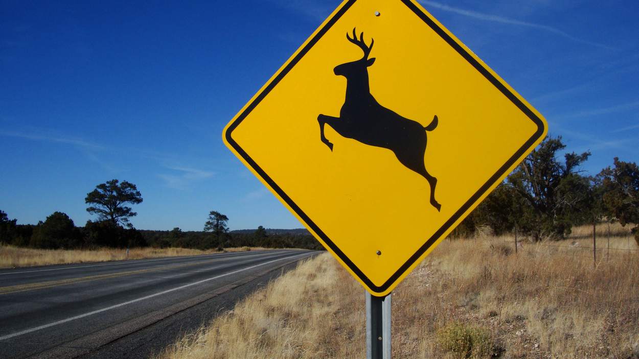 Deer Crossing Roads Means Accidents