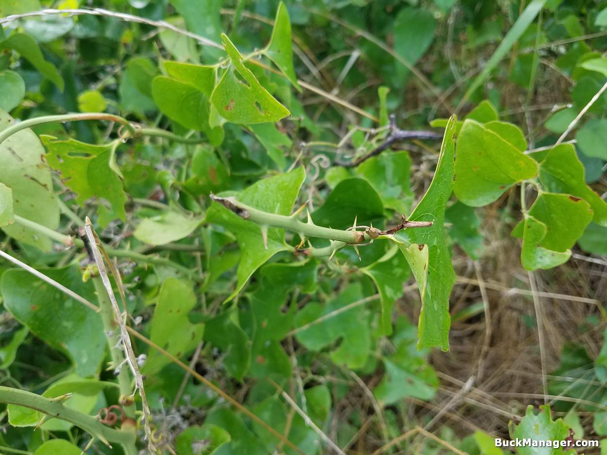 Greenbriar is Food For Deer and Humans