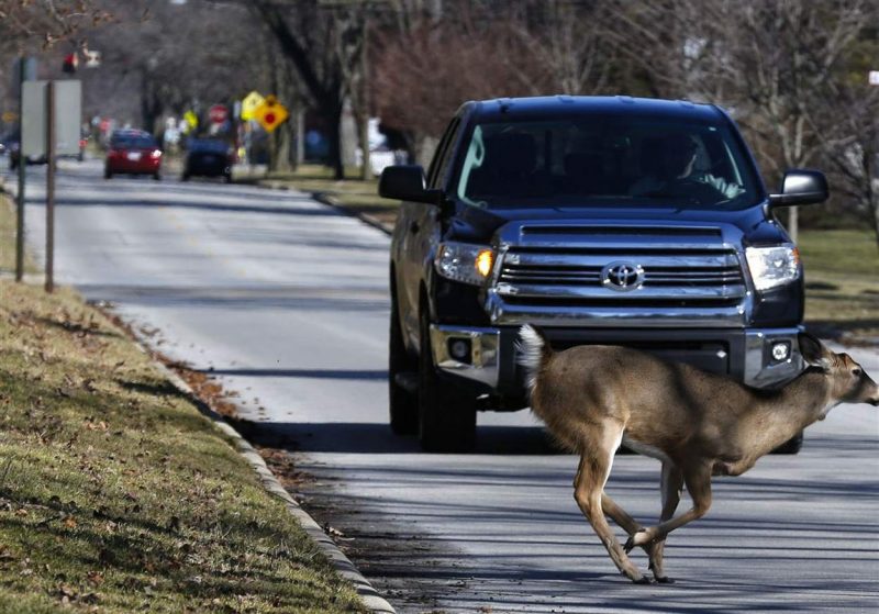 How Many Deer are Hit by Cars Each Year? Watch Out for Deer