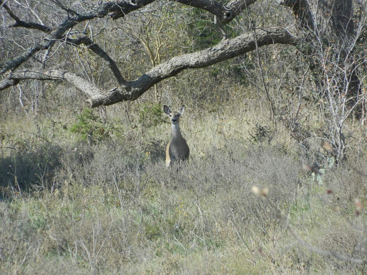 Is CWD in Central Texas?