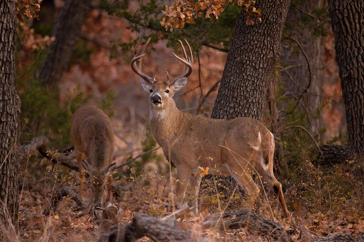 Bucks feed heavily on rice bran in the late season.