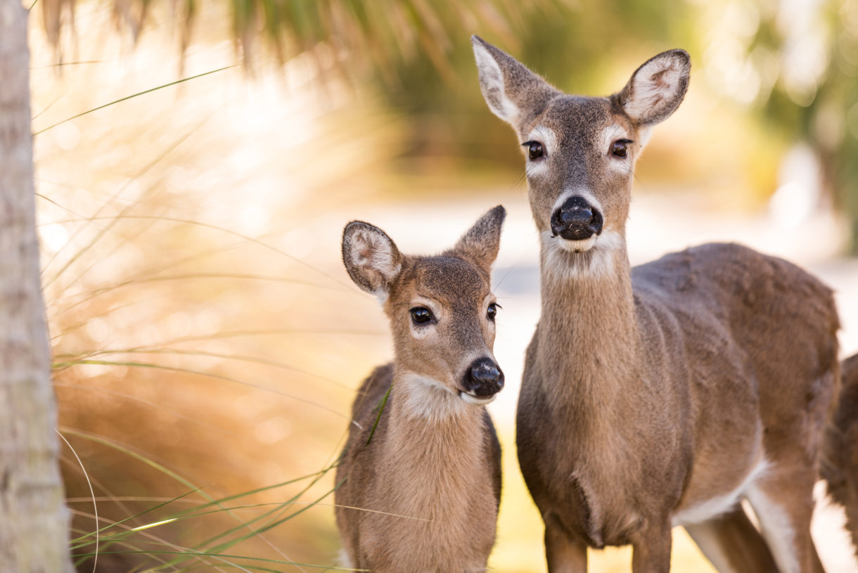 A doe with a fawn.