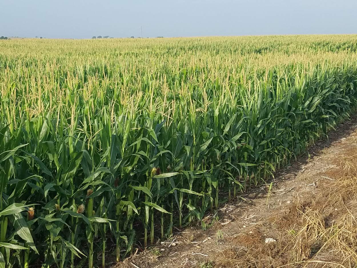 A corn field found in deer habitat.