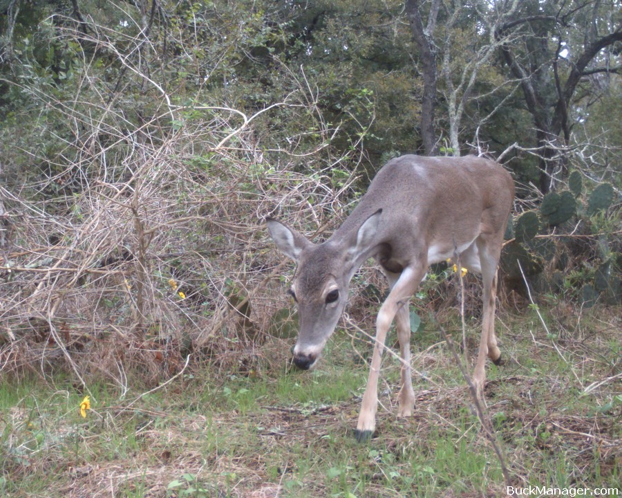 8 How To Tips for Deer Hunting from the Ground