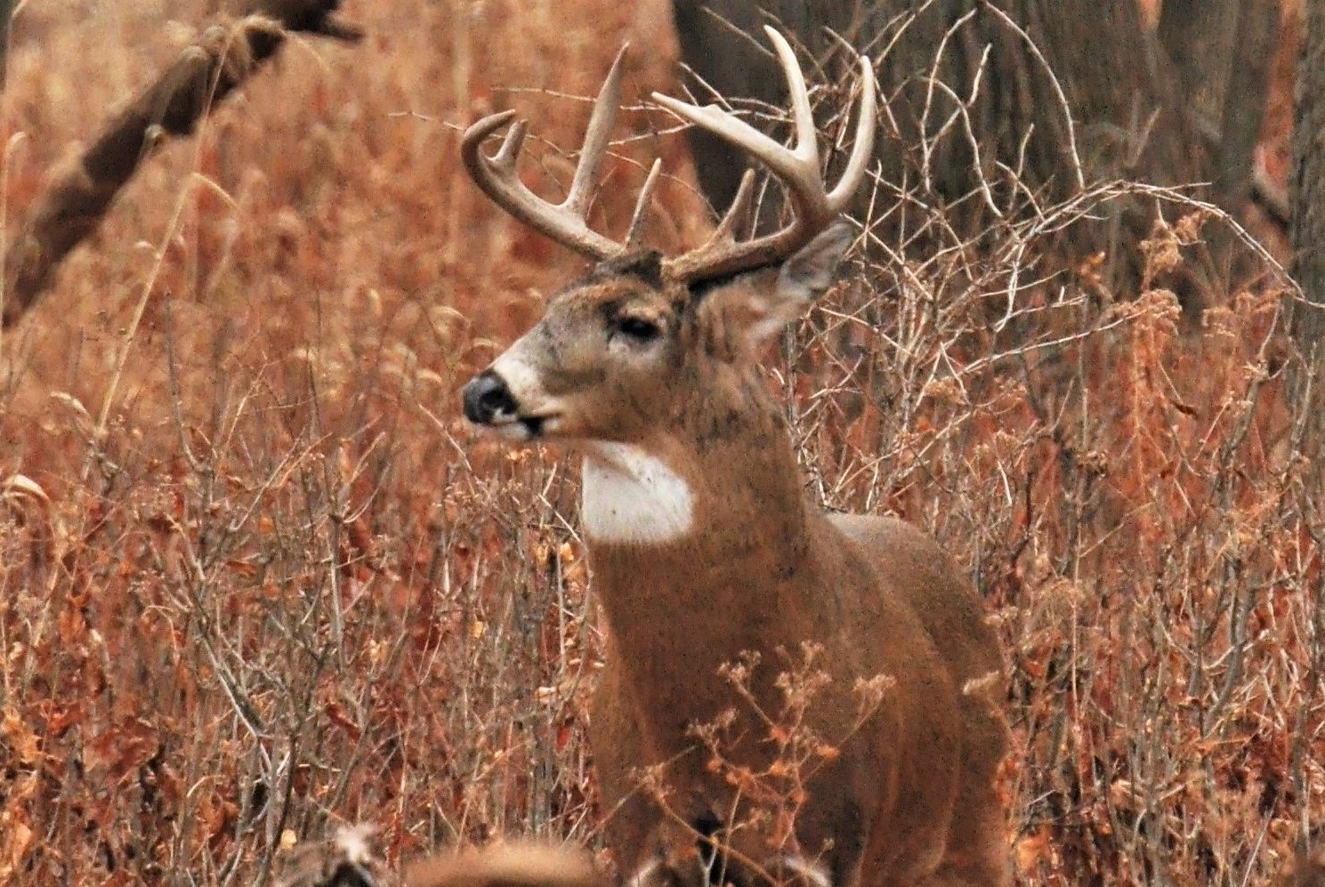 A mature buck walks through the woods.