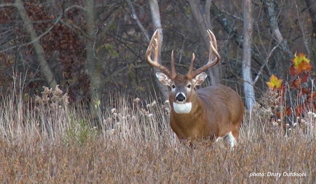 Whitetail Bucks Grow Antlers, Does Don't