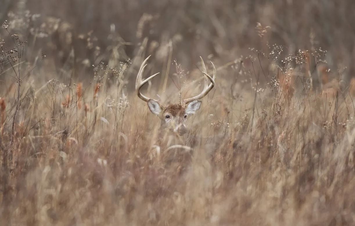 Deer Hunting for Food