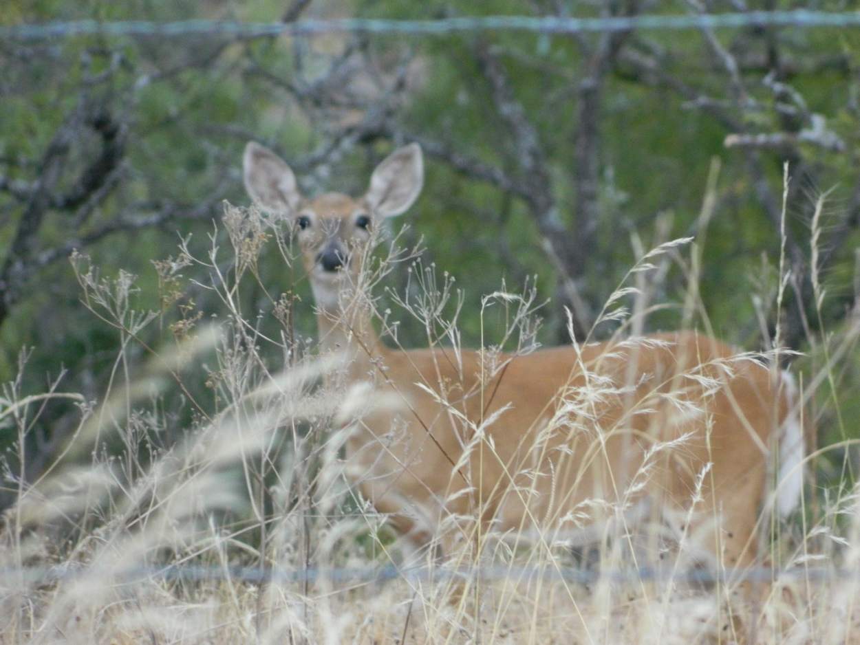 Deer Hunting in Question?