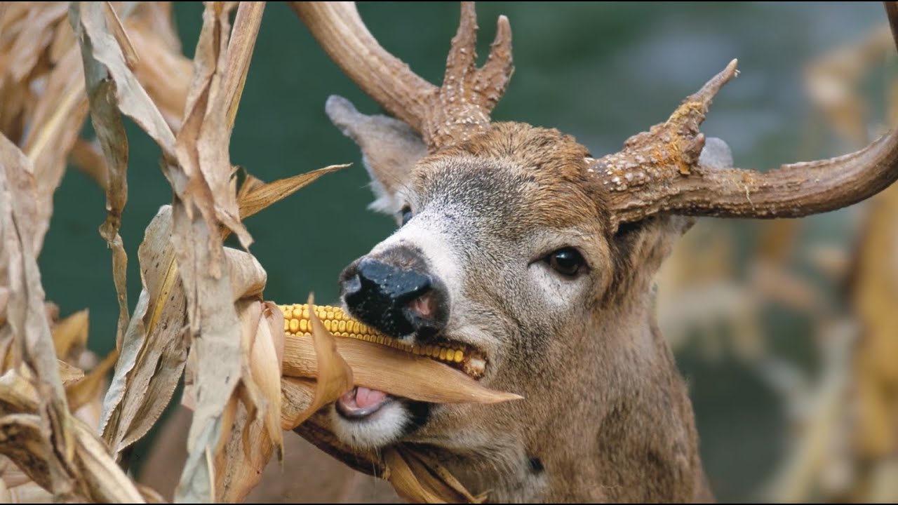 Whitetail Buck Eating Field Corn