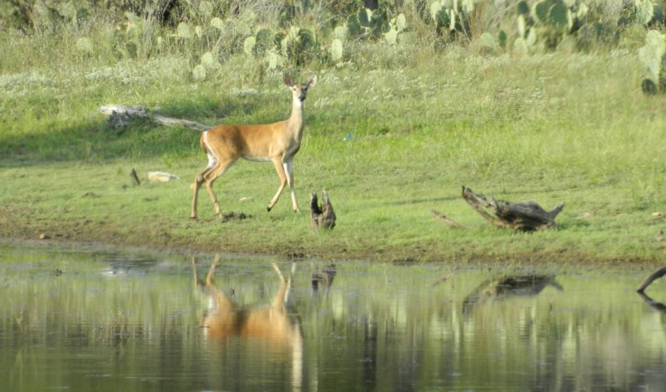 White-tailed Deer Hunting Opportunities in Texas are Increasing