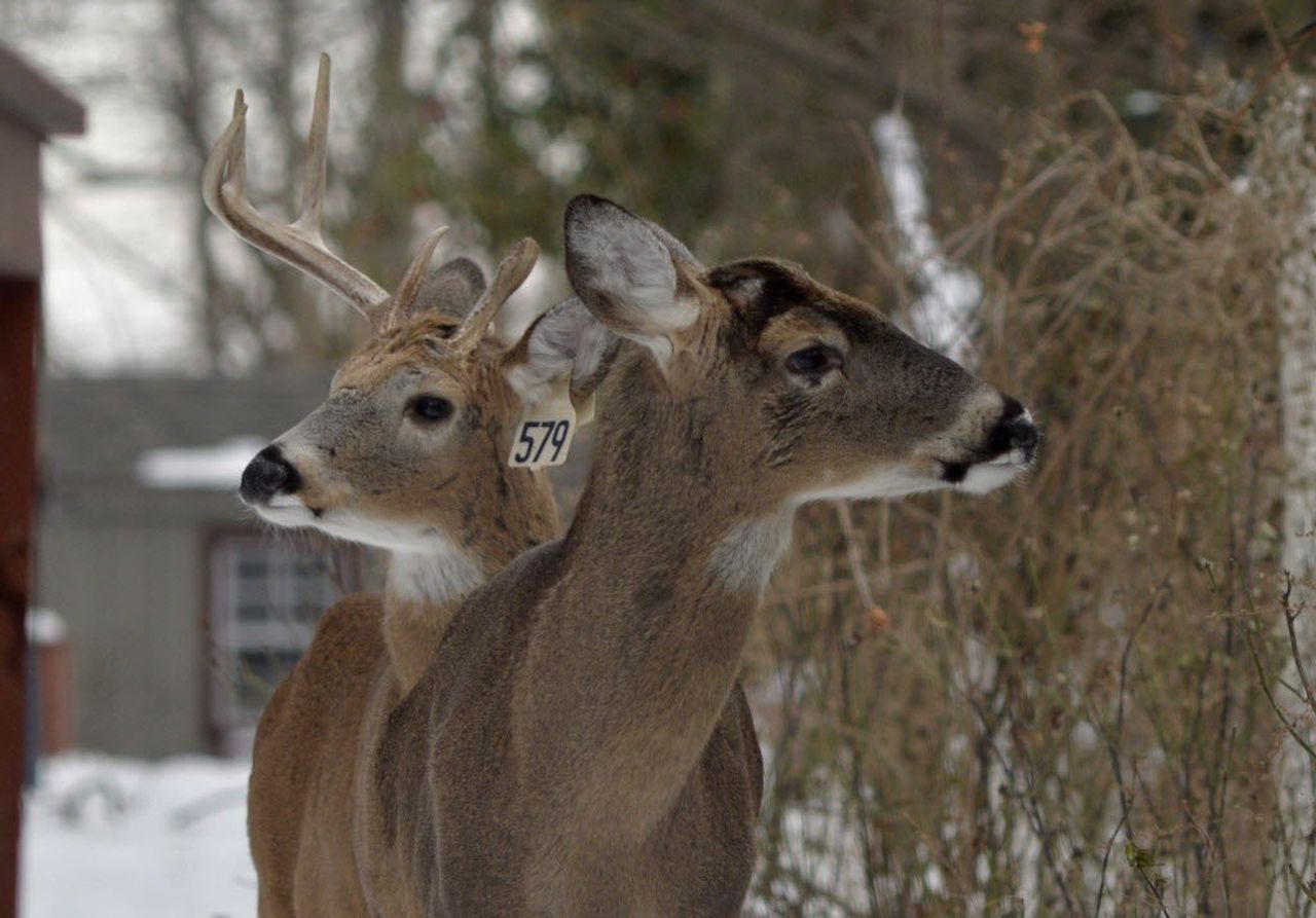 Staten Island Deer Population: Failure Ahead