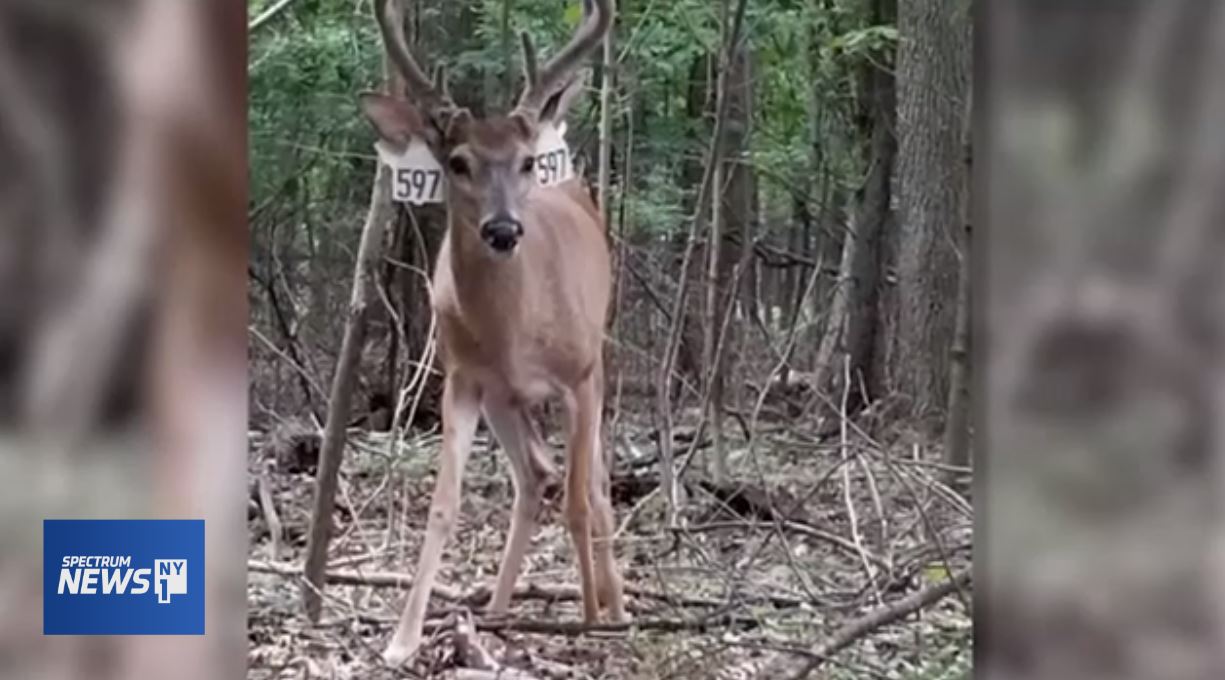 Staten Island Deer Population Control