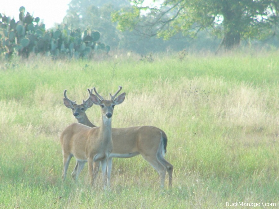 Deer Hunting and Management