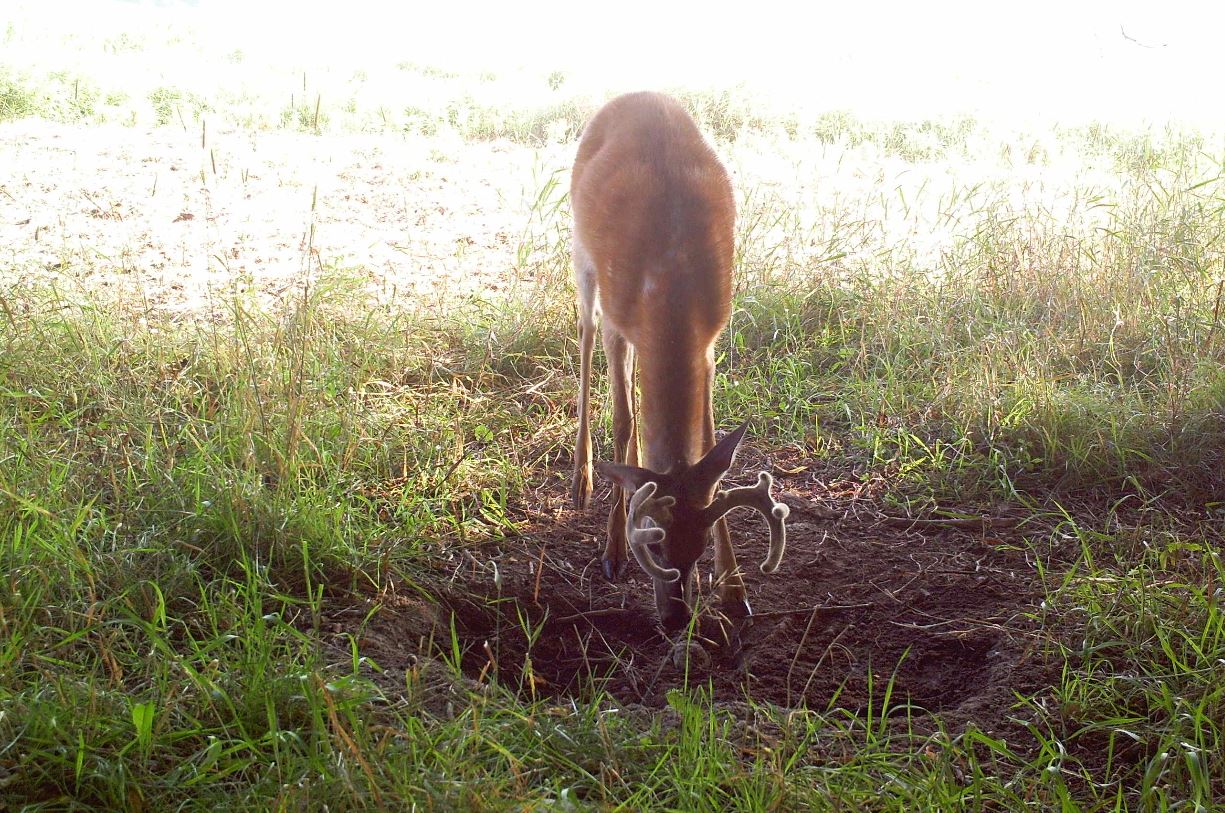 Will CWD kill deer hunting in Texas?