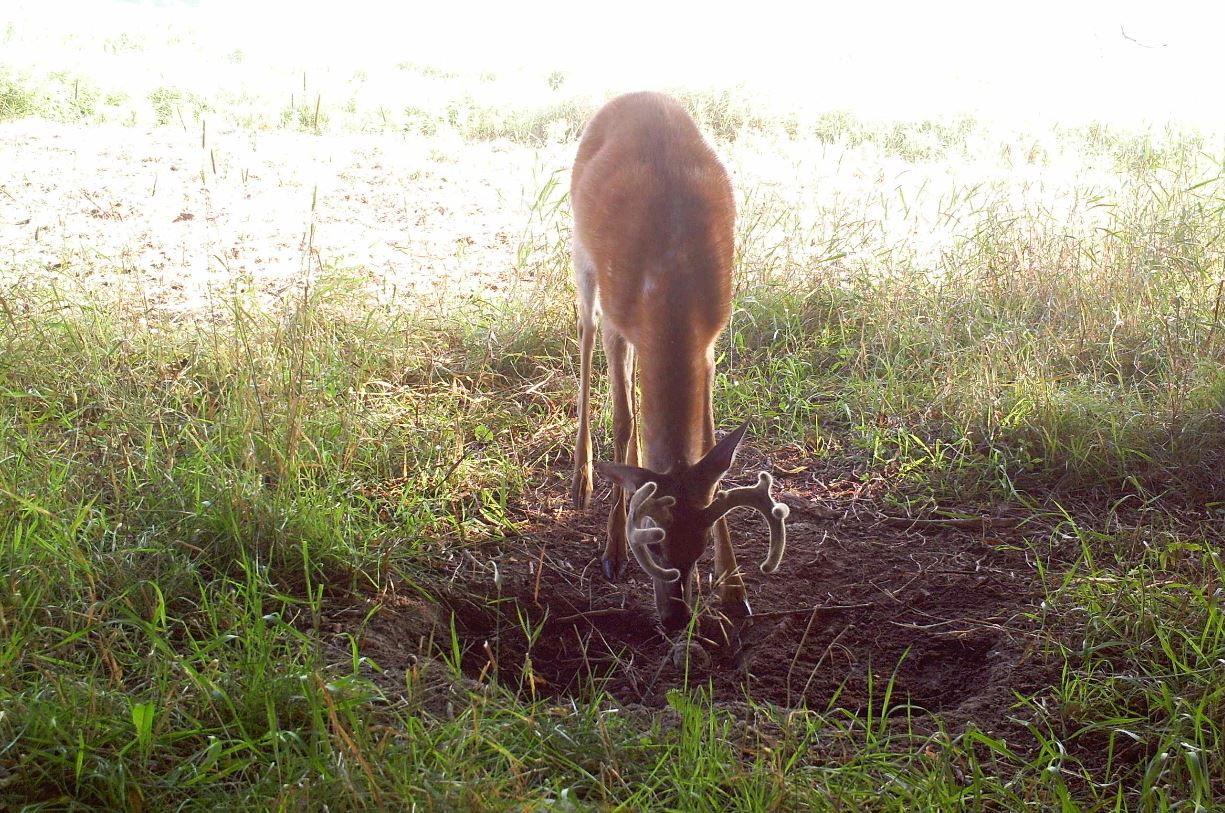 Deer Hunting Strategies