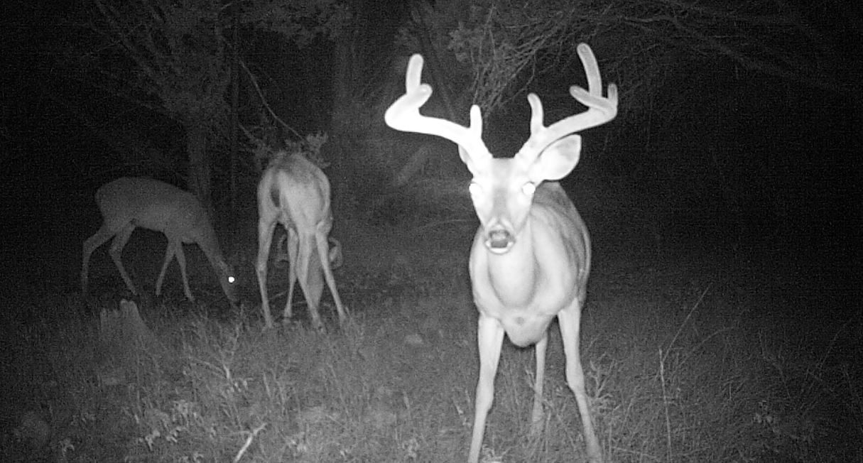 A possible cull buck?
