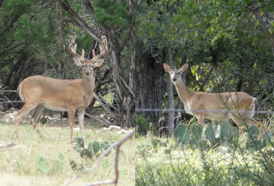 Who’s Naturally Spreading CWD?