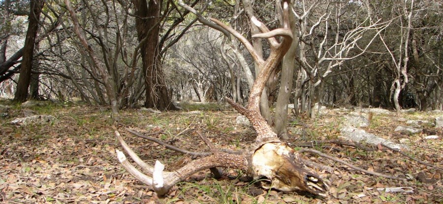 CWD in Free-Ranging Texas Whitetail