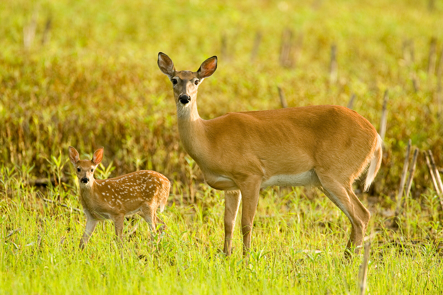 Long-term Deer Management takes Short-term Fawn Production