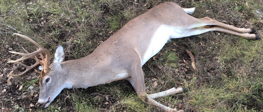 Harvested Buck from Antler Restriction County in Texas