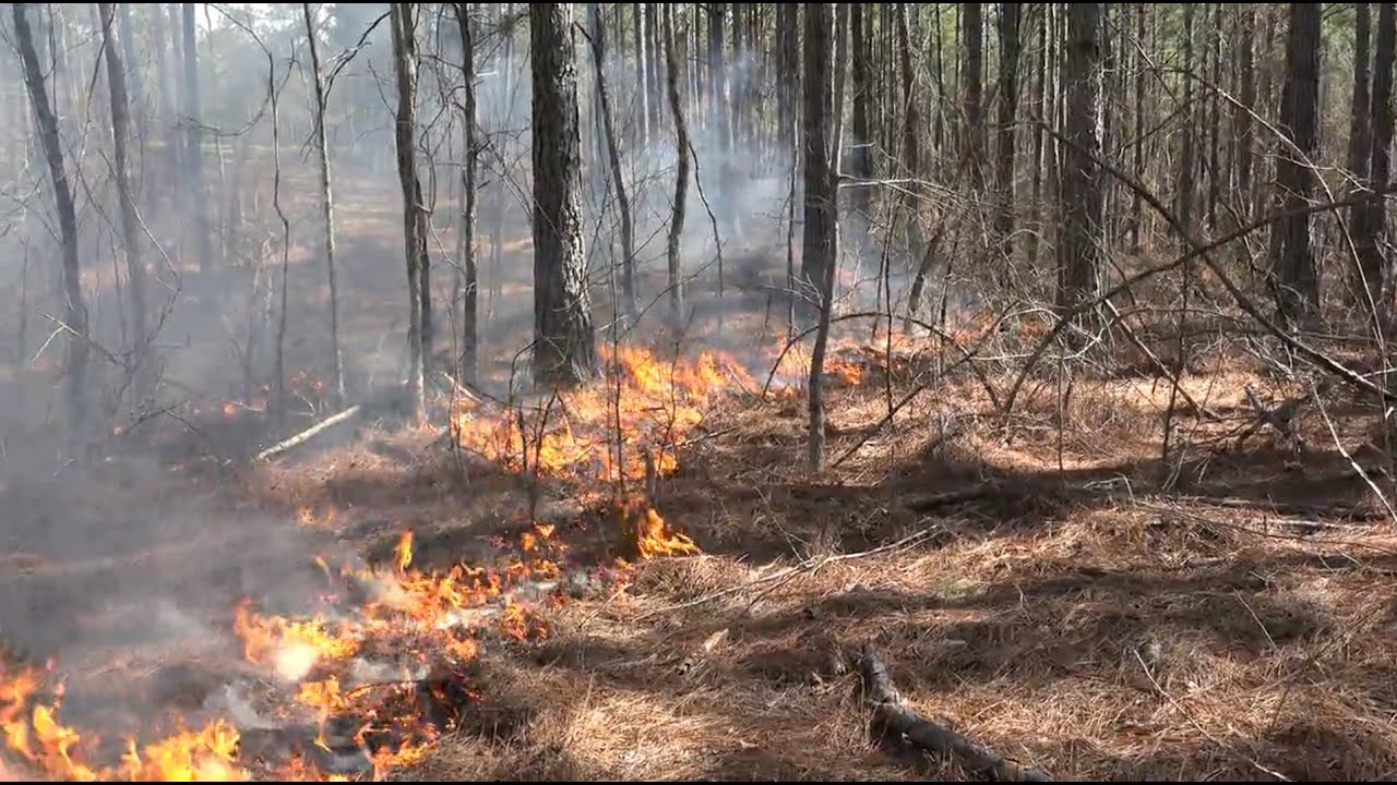 Deer Eating Ashes?