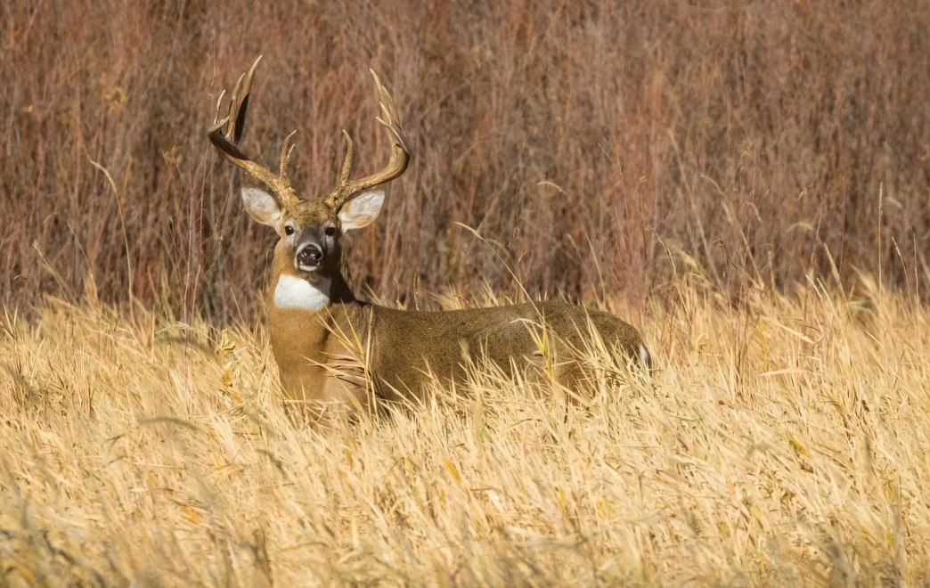 Hunt Food Sources for Cold, Hungry Deer