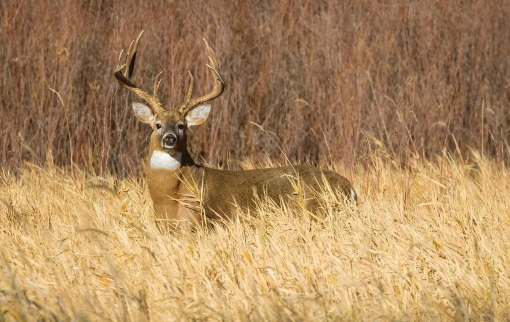 Conservation Option: Deer Management Program